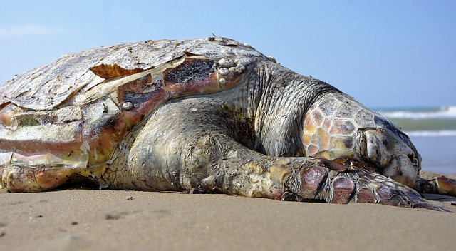 Comment savoir si un bébé tortue est mort.