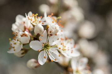 Comment se débarrasser des papules de rosacée