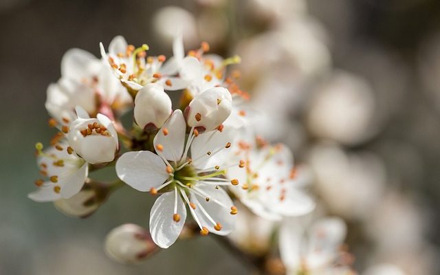 Comment se débarrasser des papules de rosacée