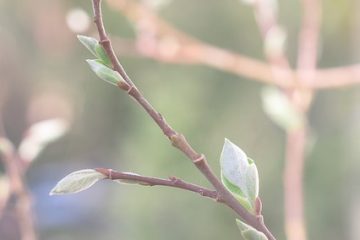 Comment tailler les pommetiers Malus Tina Crabapple Trees