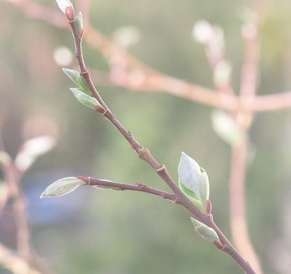 Comment tailler les pommetiers Malus Tina Crabapple Trees