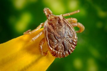 Comment tuer les tiques dans un jardin