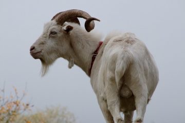 Comment vérifier la présence de symptômes du cancer du testicule