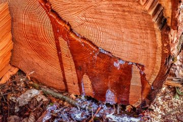 Détermination de l'âge du bois de la vieille grange