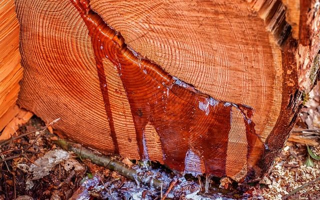 Détermination de l'âge du bois de la vieille grange