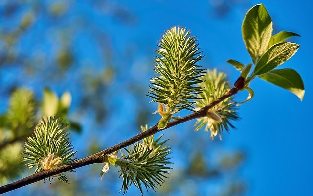 Entretien et entretien du saule frisé