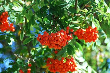 Faits sur l'arbre Rowan