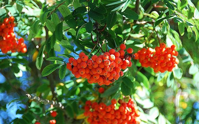 Faits sur l'arbre Rowan