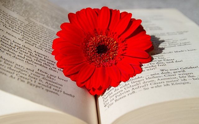 Faits sur les fleurs de Gerbera