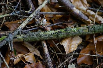 Fourmis noires en hiver