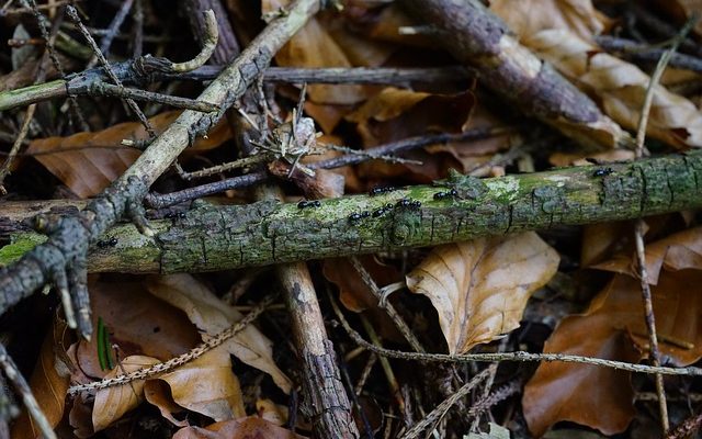 Fourmis noires en hiver