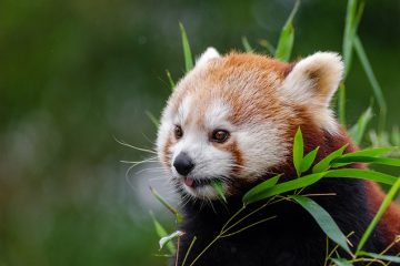 La meilleure façon de tuer une plante de bambou