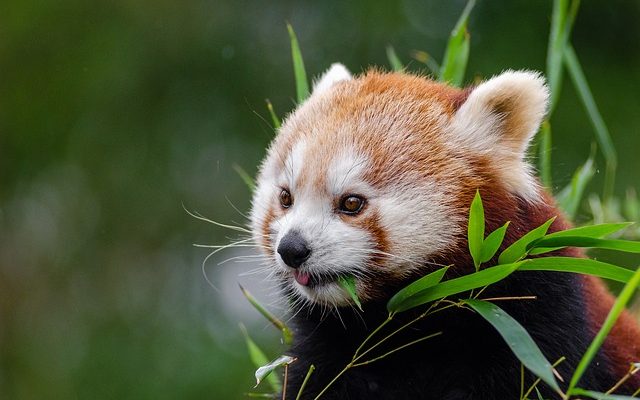 La meilleure façon de tuer une plante de bambou