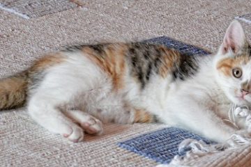 Le meilleur tapis pour les chambres à coucher