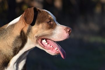 Les chiens de trafiquants de drogue dans les aéroports