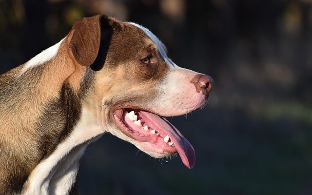 Les chiens de trafiquants de drogue dans les aéroports