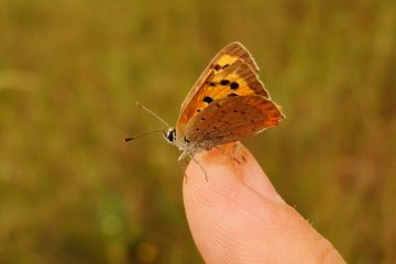 Les plantes Convolvulus sont-elles vivaces ?