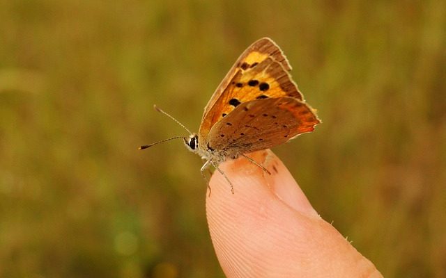 Les plantes Convolvulus sont-elles vivaces ?