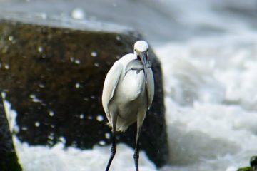 Liste des animaux trouvés dans un estuaire