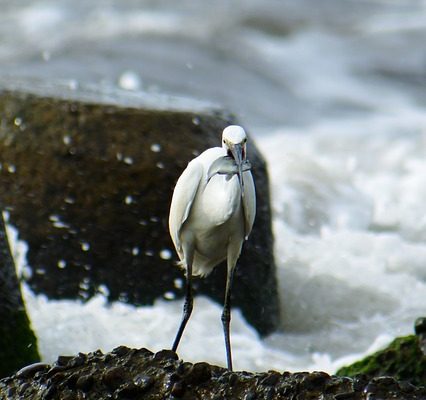 Liste des animaux trouvés dans un estuaire