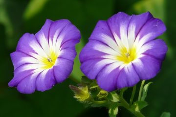 Lois sur les semences Morning Glory Seeds