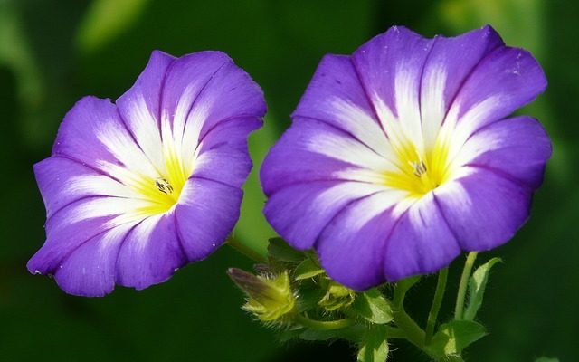 Lois sur les semences Morning Glory Seeds