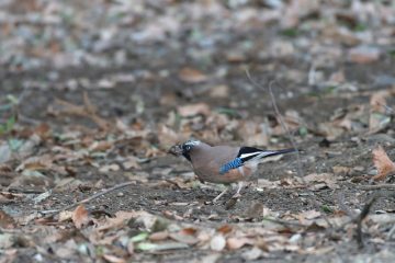 Mangeoires à oiseaux de bricolage