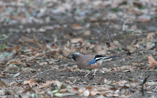 Mangeoires à oiseaux de bricolage