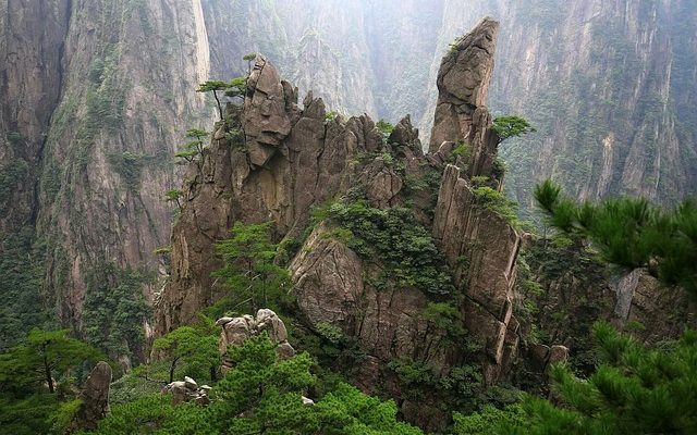 Plantes indigènes Animaux de Chine