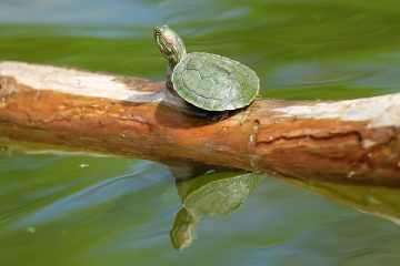 Plates-formes de bricolage pour tortues de bricolage