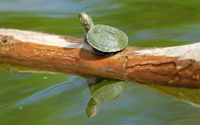 Plates-formes de bricolage pour tortues de bricolage