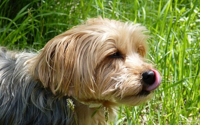 Pourquoi les chiens lèchent les visages humains ?