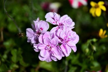 Pourquoi mes feuilles de bégonia sèchent ?