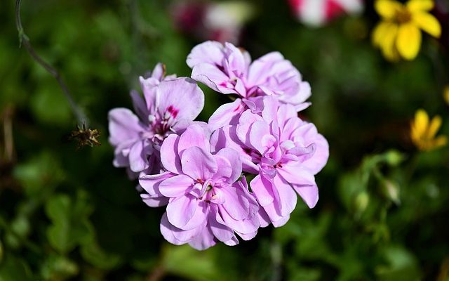 Pourquoi mes feuilles de bégonia sèchent ?