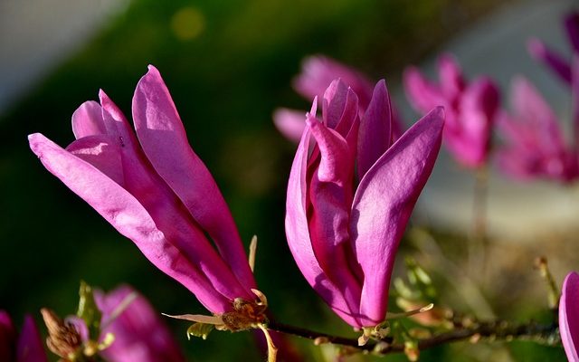 Pourquoi mon magnolia perd ses feuilles ?