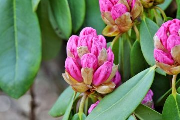 Pourquoi mon rhododendron ne fleurit pas ?