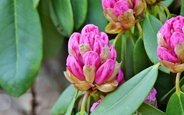 Pourquoi mon rhododendron ne fleurit pas ?