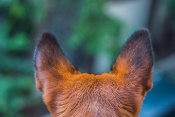 Pourquoi un chien continue-t-il à mâcher sa queue par les fesses ?