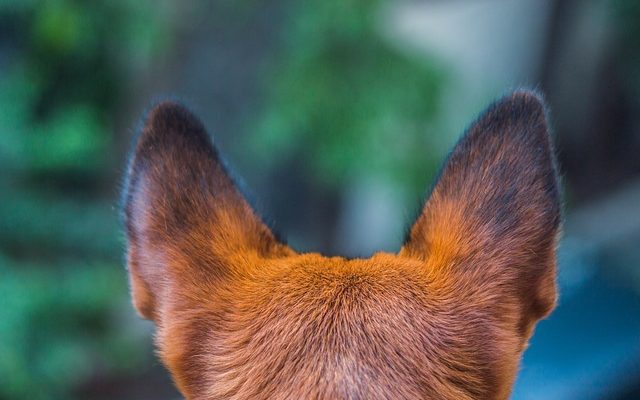 Pourquoi un chien continue-t-il à mâcher sa queue par les fesses ?