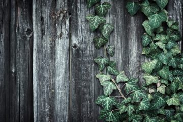 Presse à fleurs micro-ondes pour le bricolage