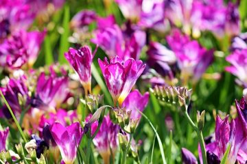 Quand le freesia fleurit-il ?