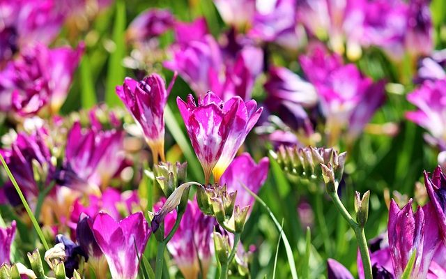 Quand le freesia fleurit-il ?