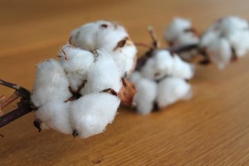 Quel type de climat la plante de coton a-t-elle besoin ?