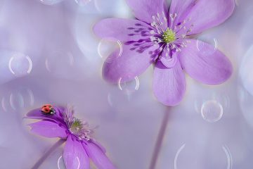 Quelles sont les plantes que les coccinelles aiment ?