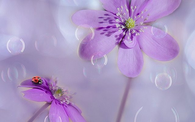 Quelles sont les plantes que les coccinelles aiment ?