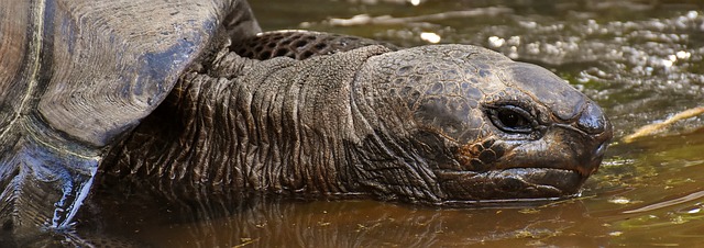 Quels autres animaux peuvent vivre avec les tortues ?