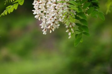 Quels sont les avantages de l'acacia ?