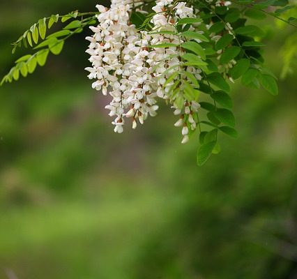 Quels sont les avantages de l'acacia ?