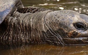 Quoi nourrir les tortues du Mississippi ?