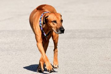 Signes et symptômes de la traction musculaire chez le chien